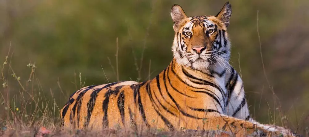 A majestic tiger lounging in tall grass, looking directly at the camera.