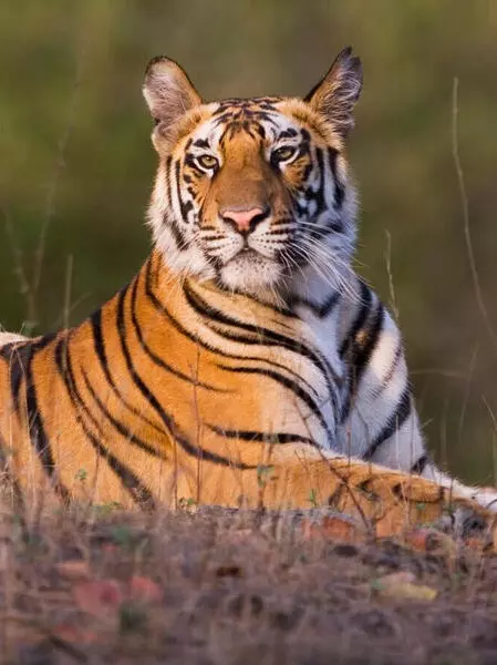 A close-up of a tiger resting, showcasing its striking orange fur and black stripes.