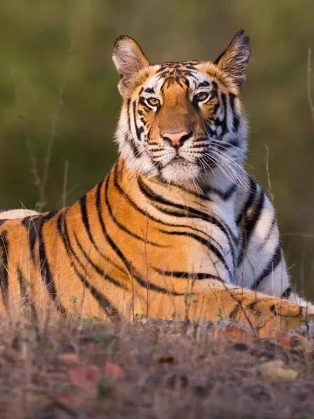 A close-up of a resting tiger with striking orange and black stripes.
