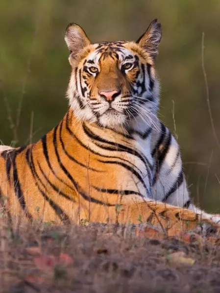 A close-up of a tiger resting in tall grass, showcasing its striking fur and facial features.