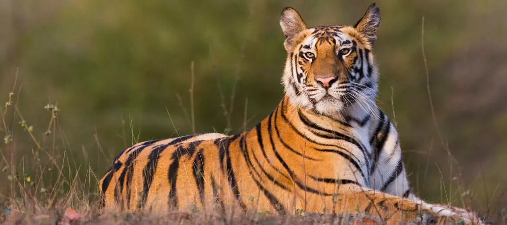 A majestic tiger lounging in tall grass, looking directly at the camera.
