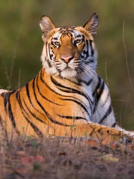 A close-up of a tiger resting on the ground with lush greenery in the background.