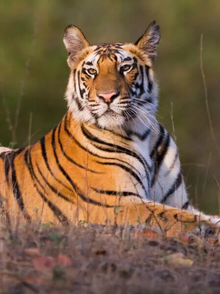 A close-up of a tiger resting, showcasing its striking orange fur and black stripes.