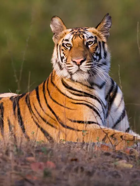 A close-up of a resting tiger with striking orange and black stripes.